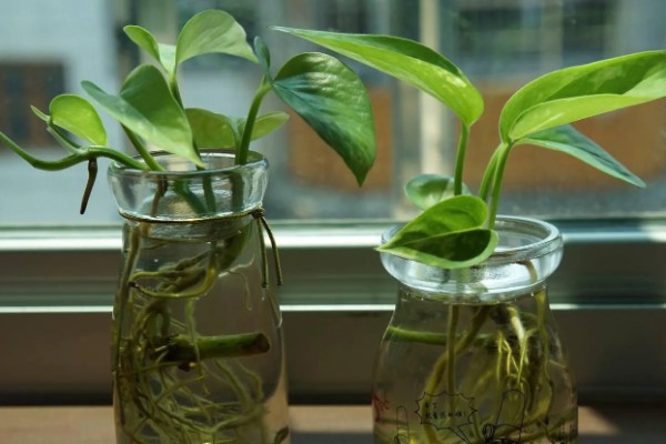 绿萝冬季叶子发黄如何处理，土培植株要把室温保持在10℃以上