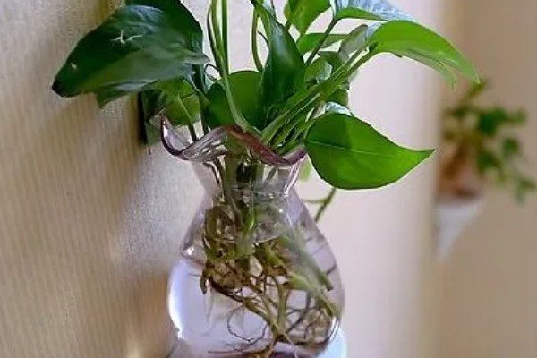 绿萝冬季叶子发黄如何处理，土培植株要把室温保持在10℃以上