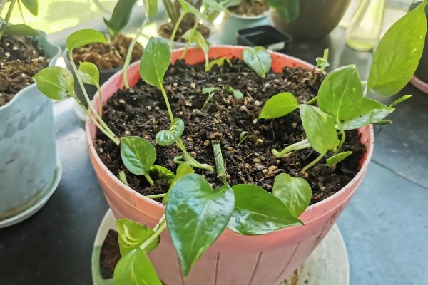 绿萝冬季叶子发黄如何处理，土培植株要把室温保持在10℃以上