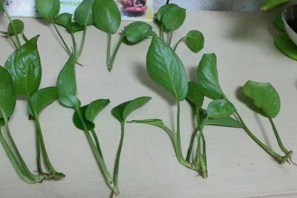 绿萝冬季叶子发黄如何处理，土培植株要把室温保持在10℃以上