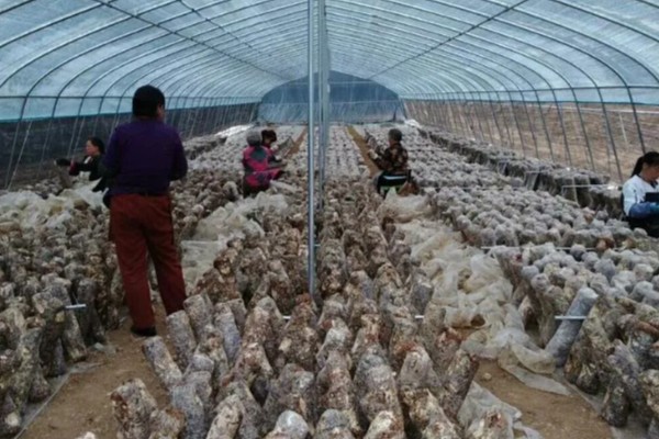 怎么种植蘑菇,出菇初期把湿度保持在70%左右