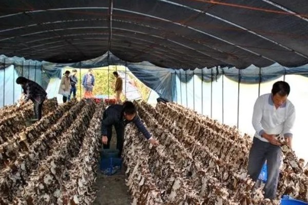 怎么种植蘑菇,出菇初期把湿度保持在70%左右