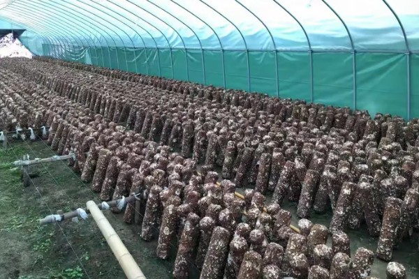 怎么种植蘑菇,出菇初期把湿度保持在70%左右