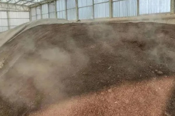 怎么种植蘑菇,出菇初期把湿度保持在70%左右