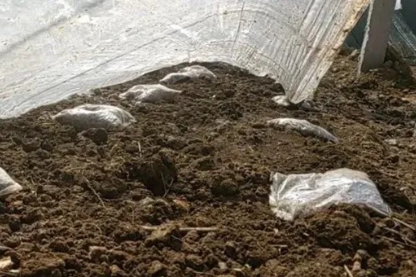 怎么种植蘑菇,出菇初期把湿度保持在70%左右