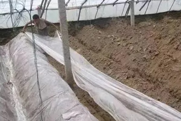 怎么种植蘑菇,出菇初期把湿度保持在70%左右