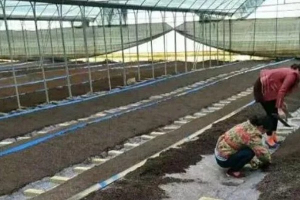 怎么种植蘑菇,出菇初期把湿度保持在70%左右