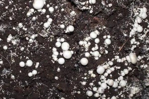 怎么种植蘑菇,出菇初期把湿度保持在70%左右