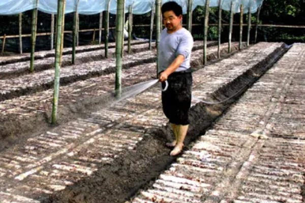 怎么种植蘑菇,出菇初期把湿度保持在70%左右