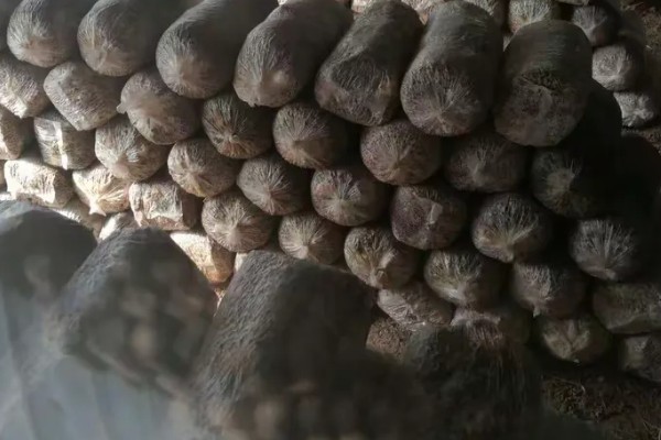 怎么种植蘑菇,出菇初期把湿度保持在70%左右