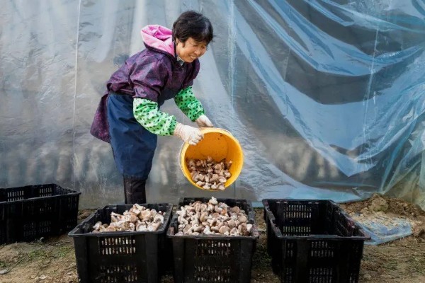 怎么种植蘑菇,出菇初期把湿度保持在70%左右