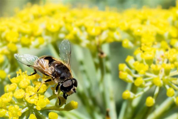 蜜蜂是怎么生产出蜂蜜的，首先要采集花蜜