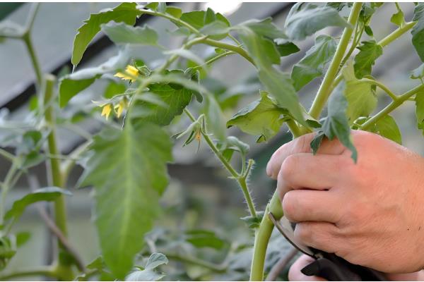 西红柿的打叶方法，老叶、厚重叶都要清除