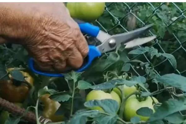 西红柿的打叶方法，老叶、厚重叶都要清除