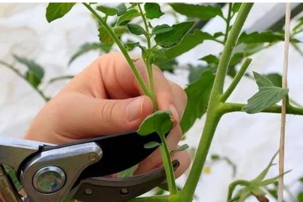 西红柿的打叶方法，老叶、厚重叶都要清除