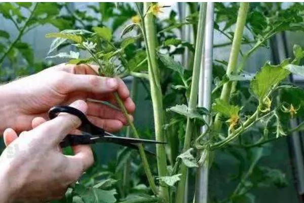 西红柿的打叶方法，老叶、厚重叶都要清除