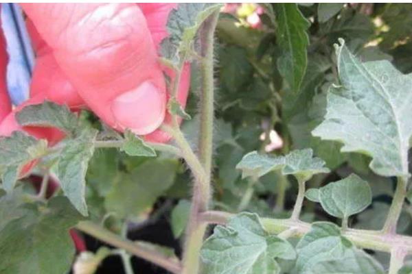 西红柿的打叶方法，老叶、厚重叶都要清除