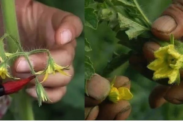 西红柿的打叶方法，老叶、厚重叶都要清除