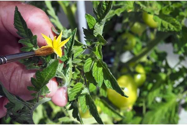 西红柿的打叶方法，老叶、厚重叶都要清除