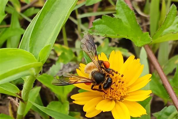 蜜蜂是怎么生产出蜂蜜的，首先要采集花蜜