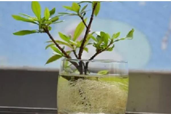 鲜花怎么醒花,清水洗净后要用高锰酸钾溶液消毒
