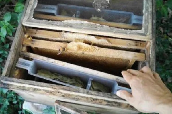 养殖青米蜂的方法,交配期间让它们自由取食
