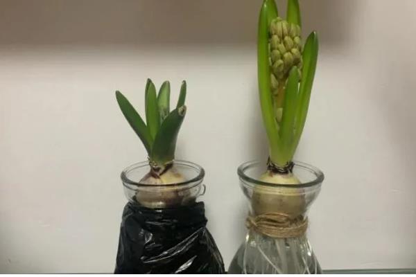 鲜花怎么醒花,清水洗净后要用高锰酸钾溶液消毒