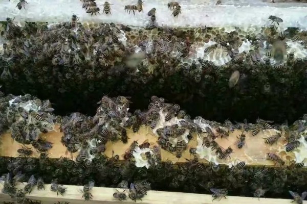 养殖青米蜂的方法,交配期间让它们自由取食