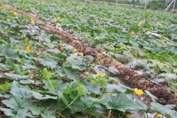 爬地冬瓜的株行距,株距40厘米左右、行距33厘米左右