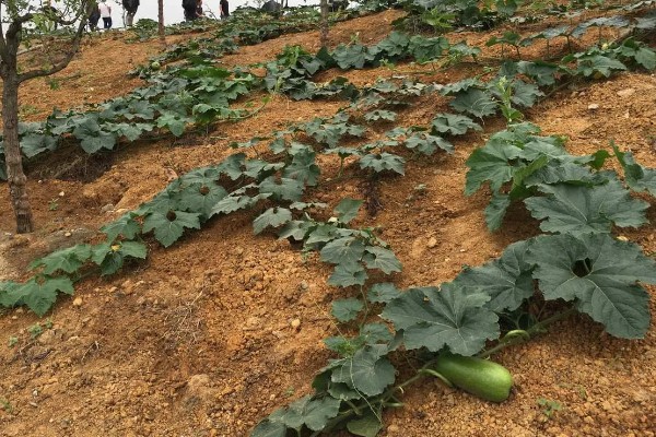 爬地冬瓜的株行距,株距40厘米左右、行距33厘米左右