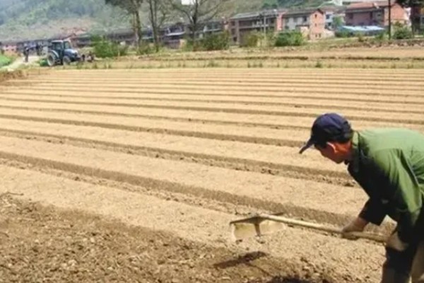 爬地冬瓜的株行距,株距40厘米左右、行距33厘米左右