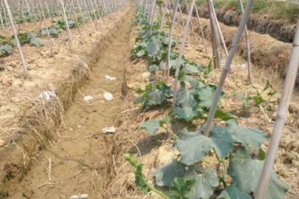 爬地冬瓜的株行距,株距40厘米左右、行距33厘米左右