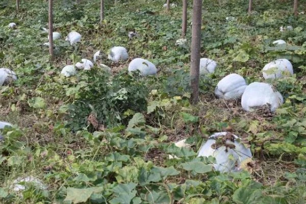 爬地冬瓜的株行距,株距40厘米左右、行距33厘米左右