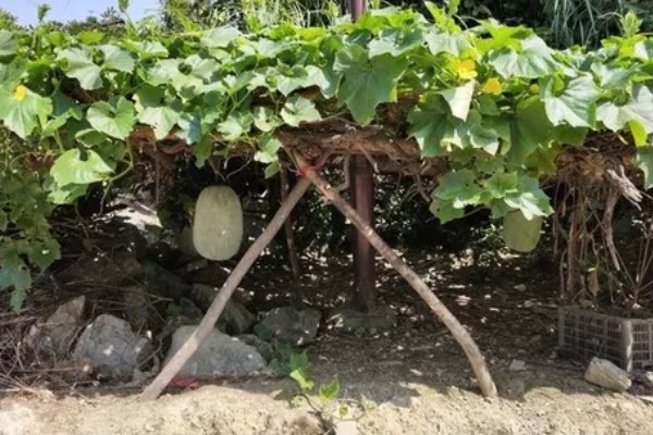 爬地冬瓜的株行距,株距40厘米左右、行距33厘米左右