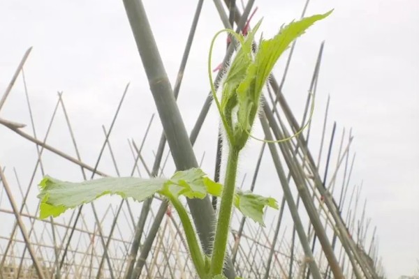 爬地冬瓜的株行距,株距40厘米左右、行距33厘米左右