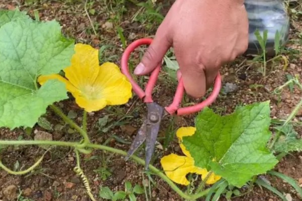 爬地冬瓜的株行距,株距40厘米左右、行距33厘米左右