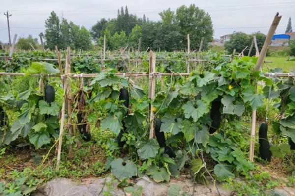 爬地冬瓜的株行距,株距40厘米左右、行距33厘米左右