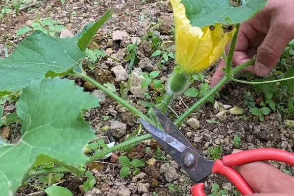 爬地冬瓜的株行距,株距40厘米左右、行距33厘米左右