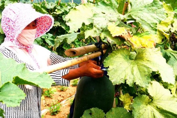 爬地冬瓜的株行距,株距40厘米左右、行距33厘米左右