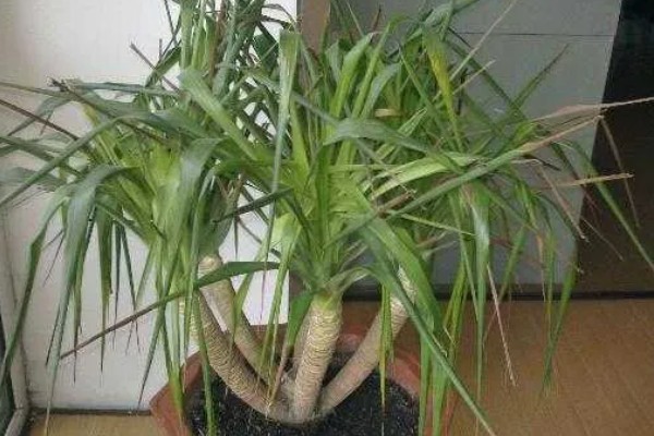 让龙须树分叉的方法,春季打顶可让植株萌发更多的新芽