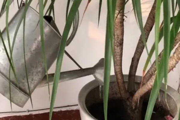 让龙须树分叉的方法,春季打顶可让植株萌发更多的新芽