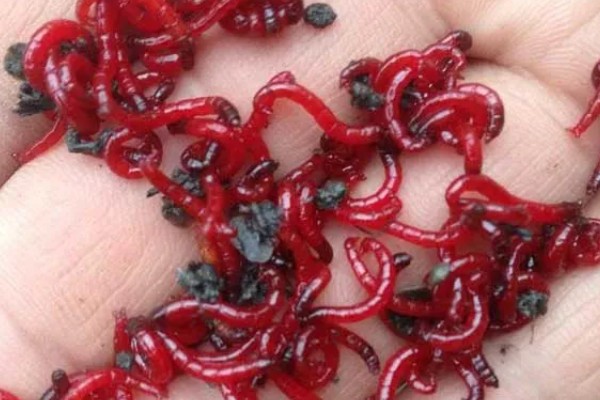 红虫有哪些形态特点，其幼虫体圆柱形