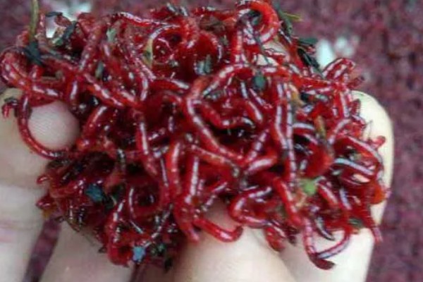 红虫有哪些形态特点，其幼虫体圆柱形