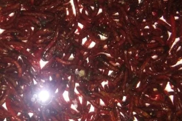 红虫有哪些形态特点，其幼虫体圆柱形