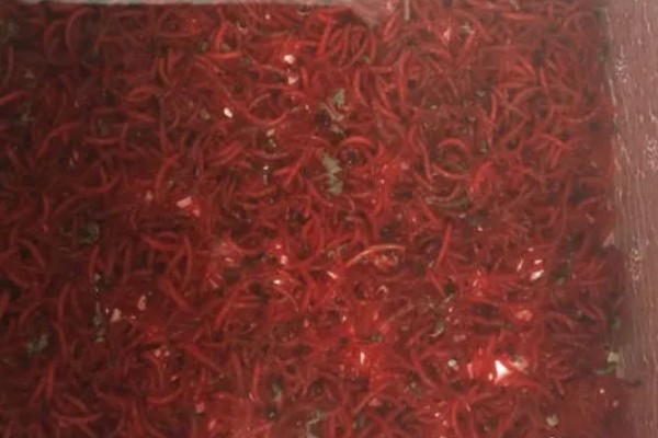 红虫有哪些形态特点，其幼虫体圆柱形