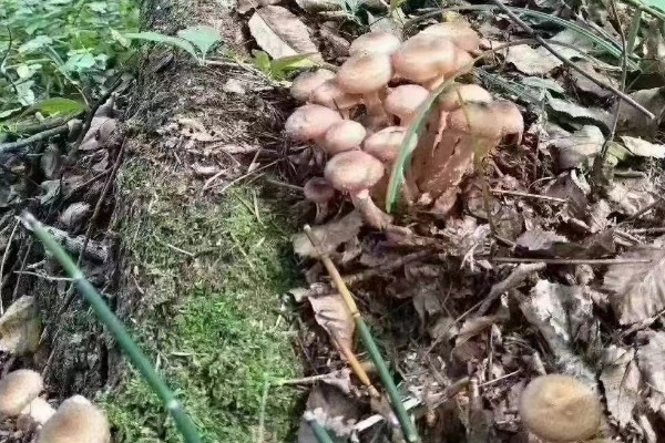 榛蘑的栽培方法，15度左右是子实体生长最适温度