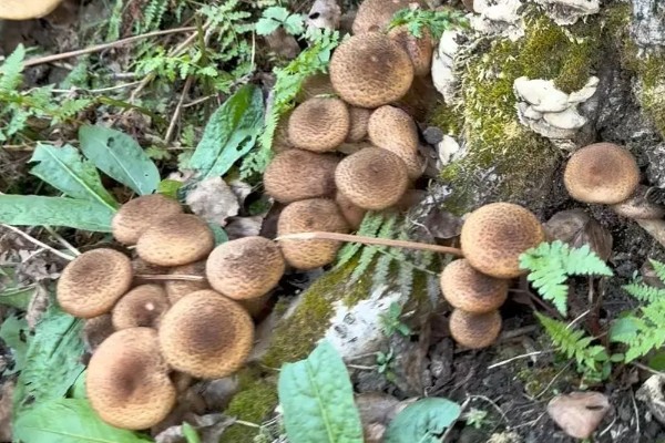 榛蘑的栽培方法，15度左右是子实体生长最适温度