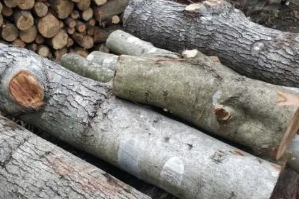 榛蘑的栽培方法，15度左右是子实体生长最适温度