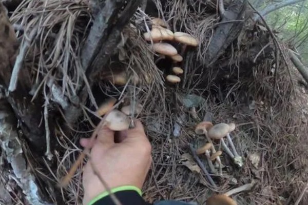 榛蘑的栽培方法，15度左右是子实体生长最适温度