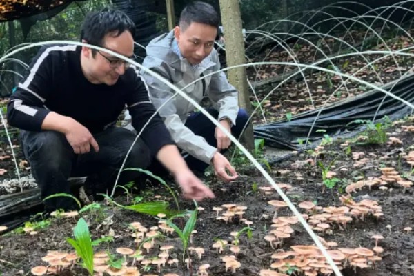 榛蘑的栽培方法，15度左右是子实体生长最适温度